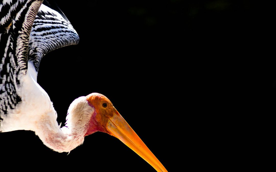 Federal Government Rescinds the Meaning of “Harm” under the Endangered Species Act