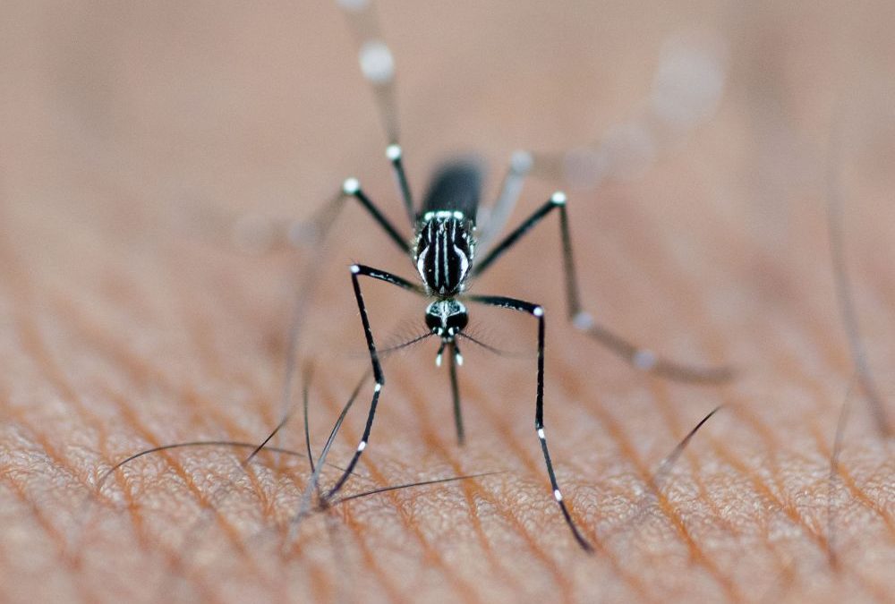 New Test Strip Improves Mosquito Virus Detection