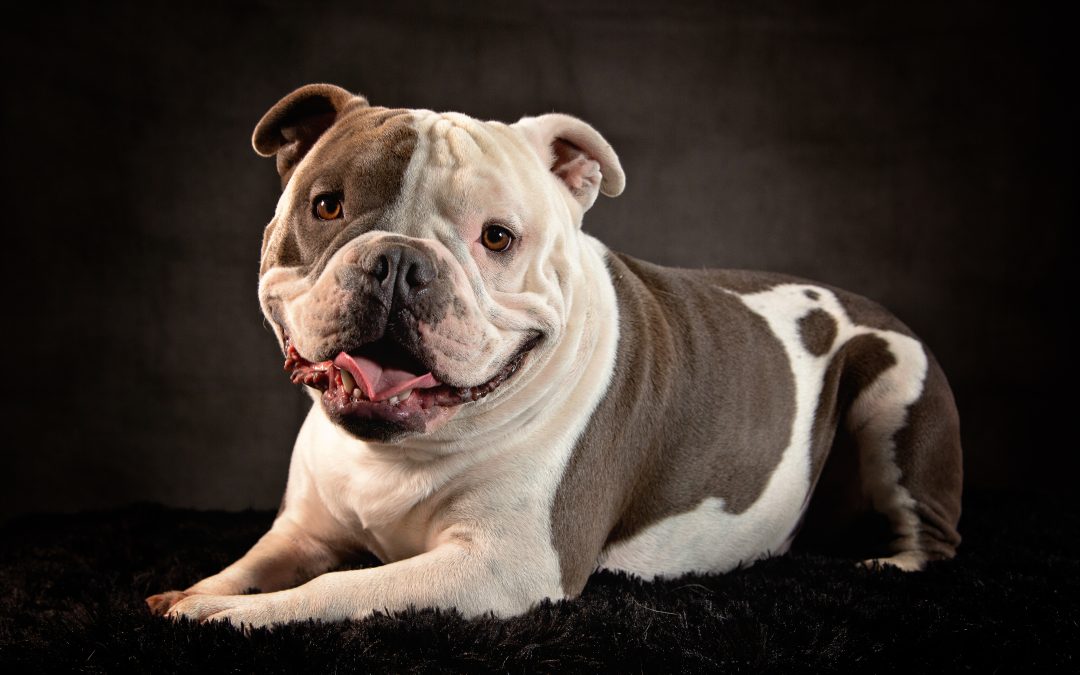 Michigan court revokes death sentence for bulldog who bit house guest