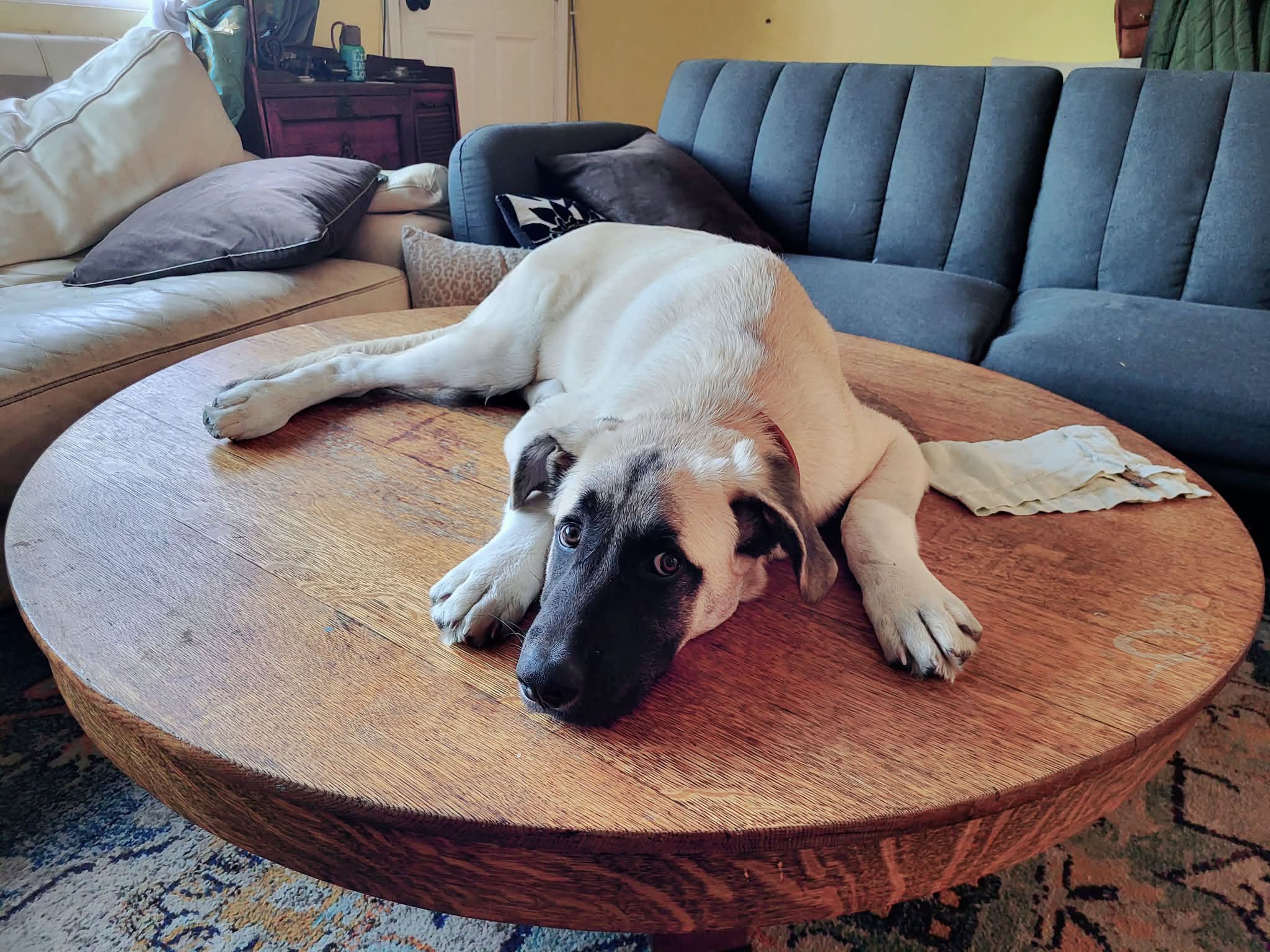 Dog owner asks Supreme Court to spare pooch from execution