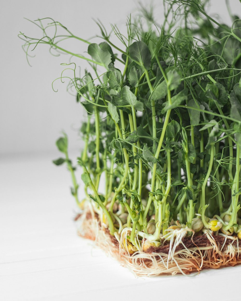 Alfalfa Sprouts Linked to Multistate Outbreak