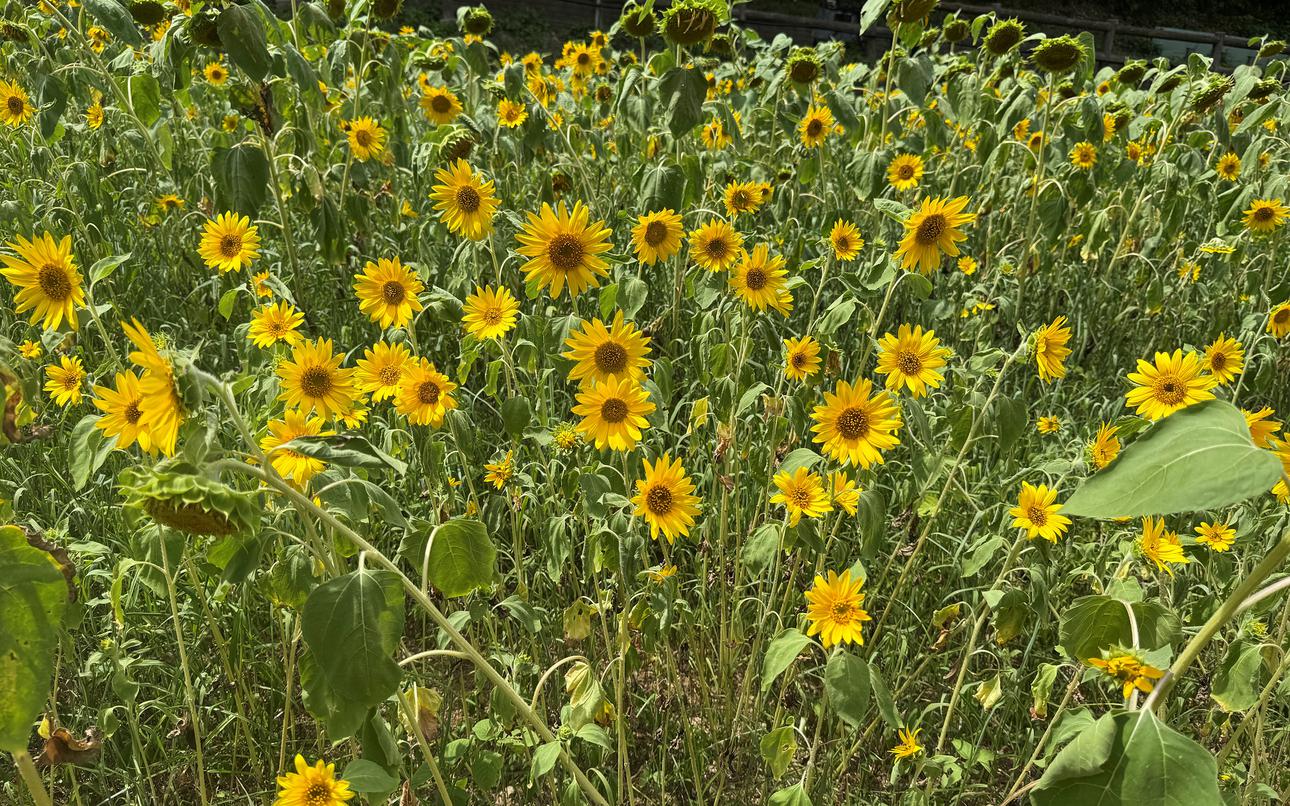 1 million cosmos, a giant Godzilla await at Yokosuka flower park