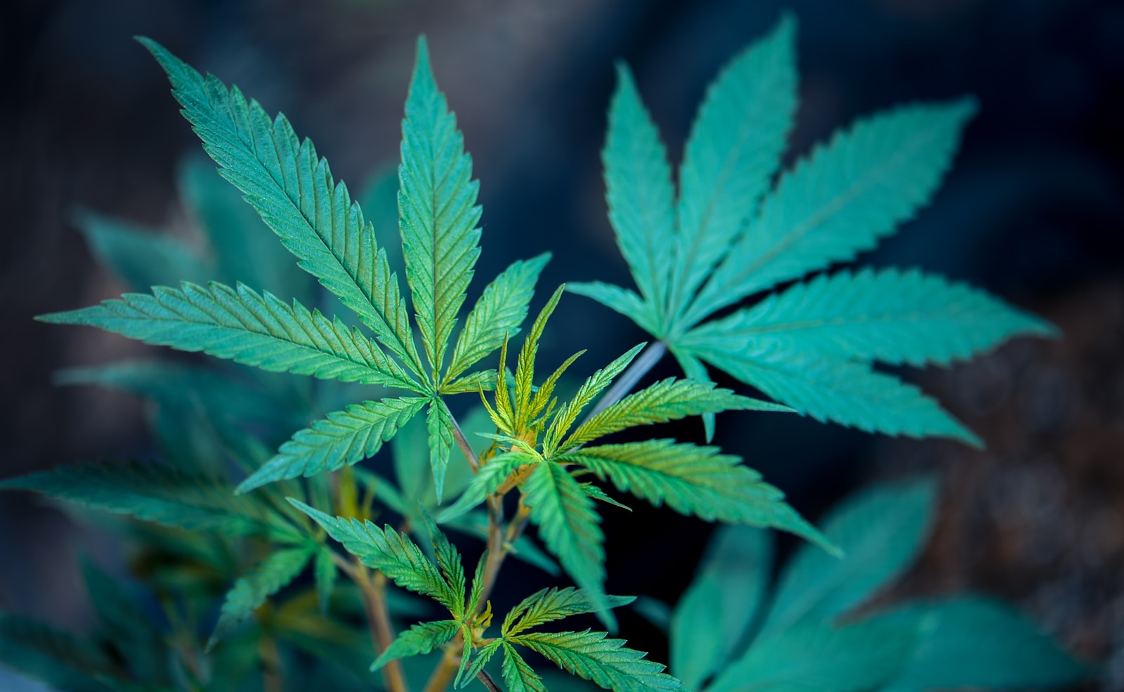 House Passes Resolution Delaying Most Federal Hemp-Definition Restrictions by One Month