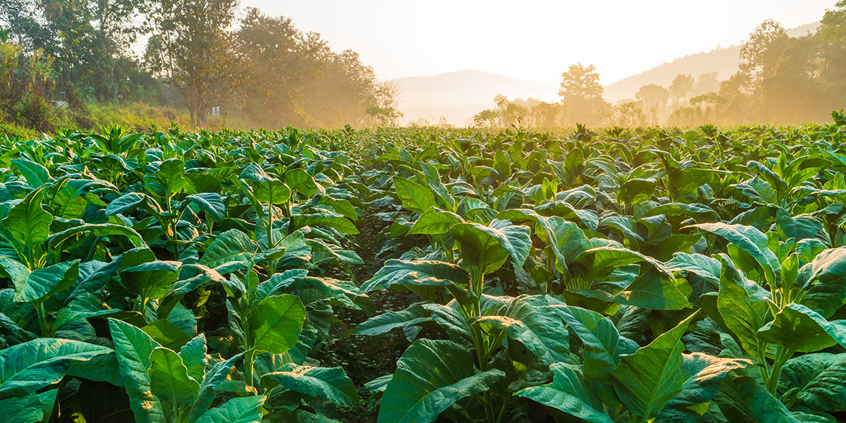 Tobacco Manufacturers and Retailers Sue the FDA Over Its Premarket Review Rule