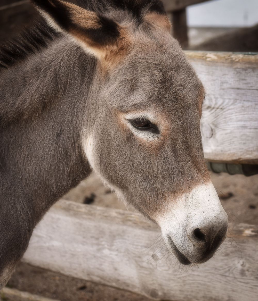 Lawsuit Follows Georgia Miniature Donkey Shooting