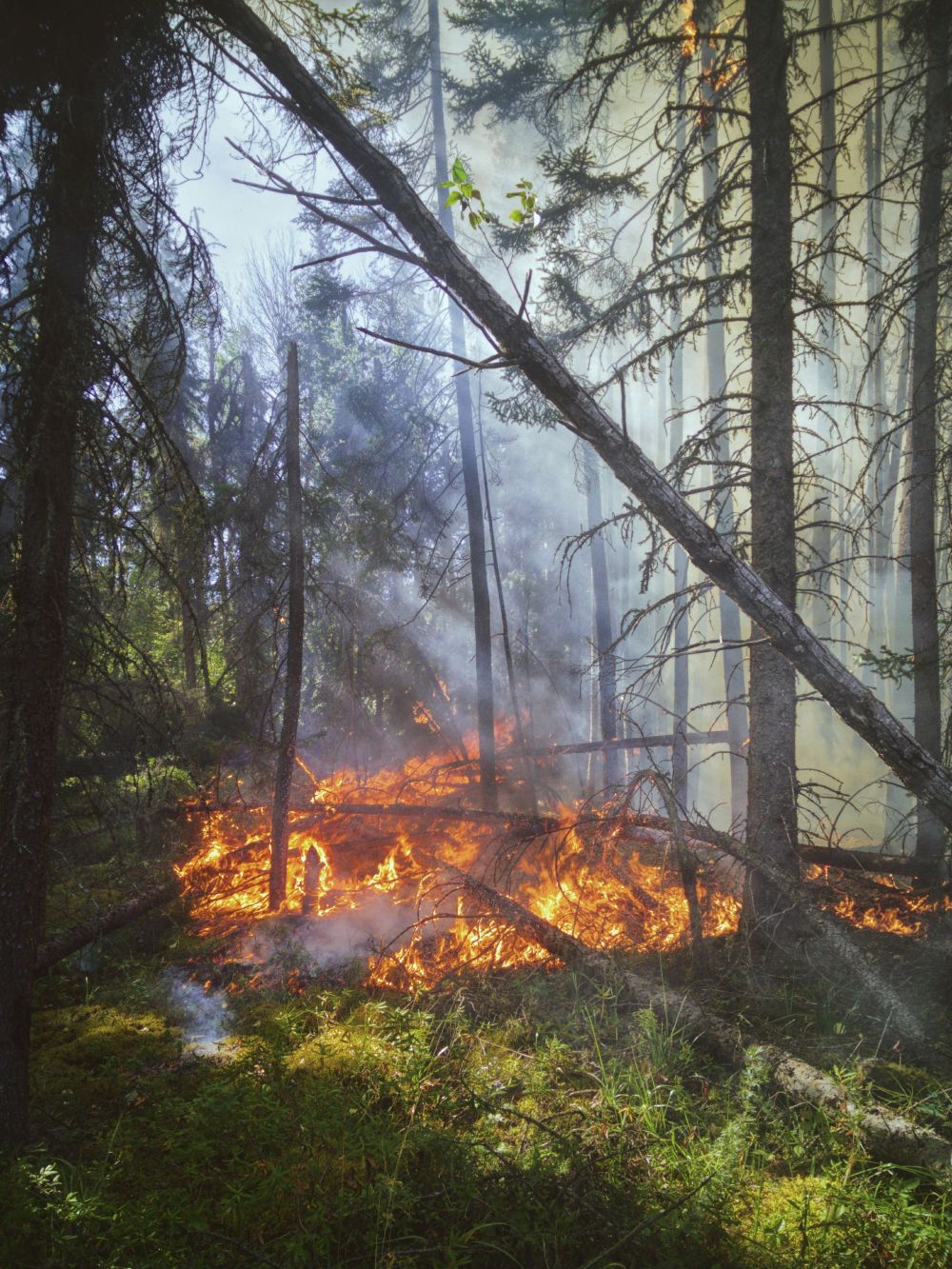 Wildfire Risk Grows for Canadian Dialysis Patients