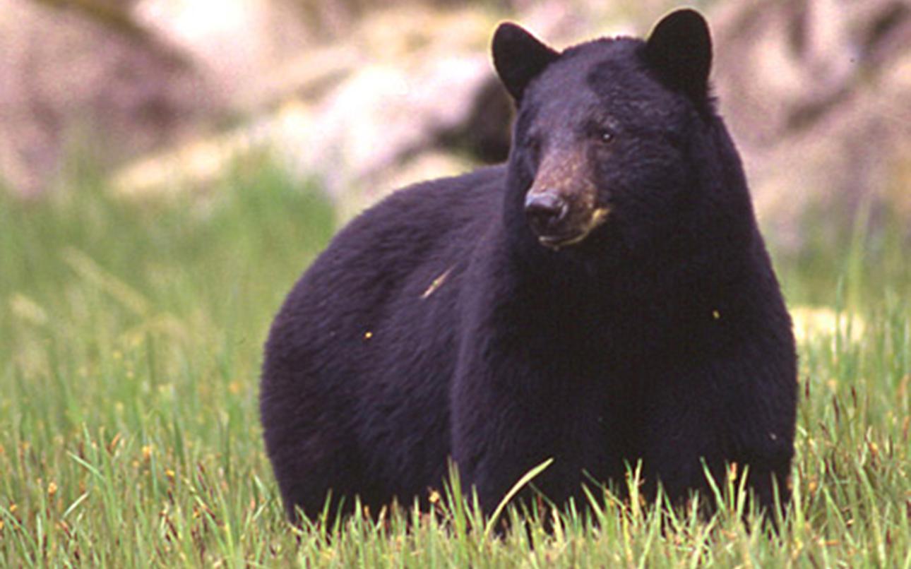 Bingeing bear euthanized after third trip to Alaska base hospital