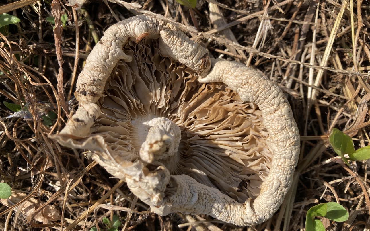 Deadly mushrooms prompt warnings for US military personnel in Japan