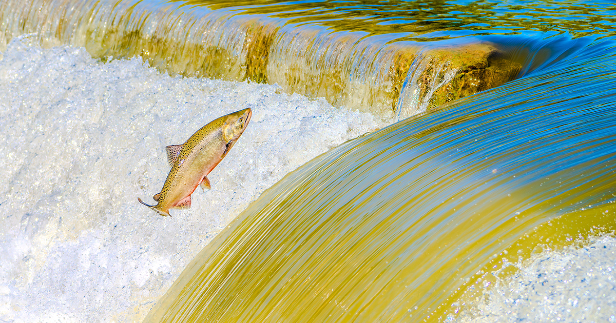What’s Harm Got to Do With It? The Meaning of “Harm” Under the Endangered Species Act