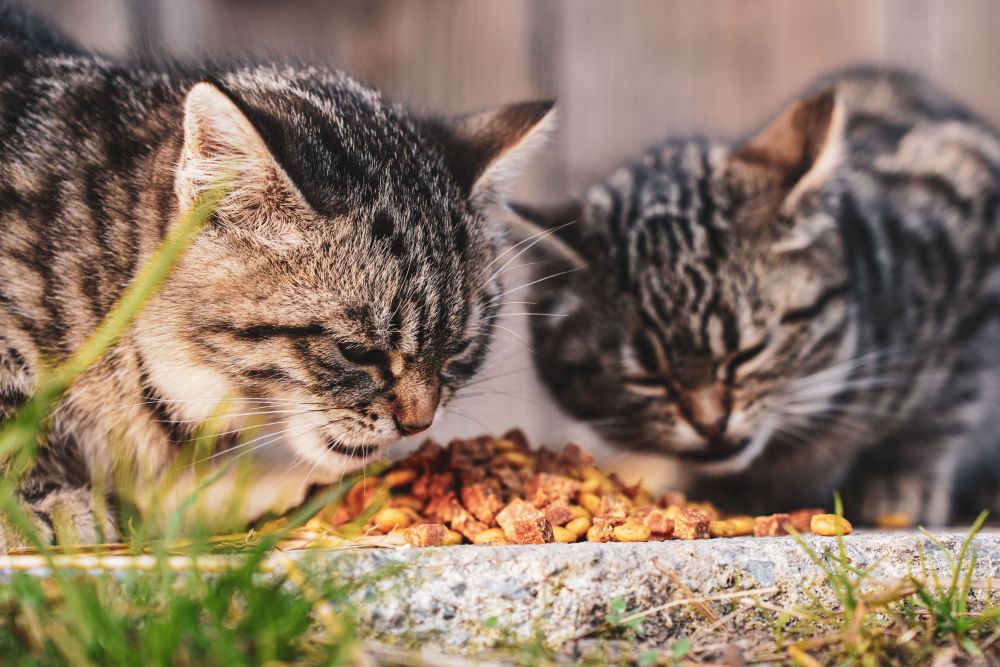 Cat Food Testing Finds Widespread Chemicals
